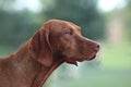 Closeup of a cute hound dog on a blurred background