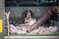 Closeup of a cute hunting dog relaxing in a car after hunting Royalty Free Stock Photo