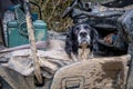 Closeup of a cute hunting dog relaxing in a car after hunting Royalty Free Stock Photo