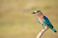 Closeup of a cute Indian Roller sitting on a branch Royalty Free Stock Photo