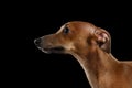 Closeup Cute Italian Greyhound Dog Looking isolated on Black , Profile Royalty Free Stock Photo