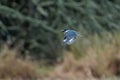 Closeup of a cute Kingfisher flying with wide open wings outdoors