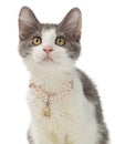 Closeup Cute Kitten Wearing Pearl Necklace
