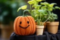 closeup of cute knitted pumpkin with house plants on background