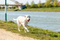 Closeup of a cute Labrador holding a toy and walking on the shore of a canal