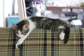 Closeup of a cute lazy cat resting on the top of a sofa Royalty Free Stock Photo