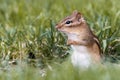 Closeup of a cute least chipmunk standing on the meadow grass