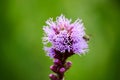 Closeup of a cute little bee on a bright purple blazing star flower on a blurred green background