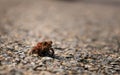 Closeup at Cute Little Frog Sitting on Ground Royalty Free Stock Photo