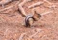 Closeup of a cute little golden-mantled ground squirrel chewing nuts in a brown forest