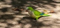 Closeup of a cute little green parrot on the ground in the shade of leaves in a park Royalty Free Stock Photo