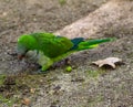 Closeup of a cute little green parrot on the ground in a sunny park Royalty Free Stock Photo