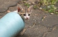 Close up Cute Little Kitten Emerge from The Blue Water Pipe