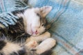 Cute little kitten sleeping on blue blanket Royalty Free Stock Photo