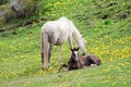 Closeup of a cute little sleeping  foal with her mother Royalty Free Stock Photo