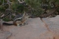 Closeup of a cute little squirrel sitting on the ground in Bryce Canyon National park