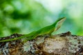 Closeup of a Cute Little Texas Green Anole