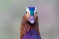 Closeup of a cute Mandarin duck looking at a camera