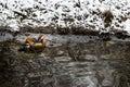 Closeup of a cute Mandarin duck on water surface near a snowy shore