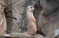 Closeup of a cute Meerkat standing on a fallen tree branch