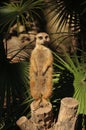 Closeup of a cute Meerkat standing on a wood at the zoo Royalty Free Stock Photo