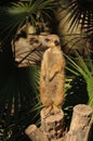 Closeup of a cute Meerkat standing on a wood at the zoo Royalty Free Stock Photo