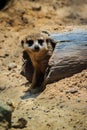 Closeup cute Meerkat Suricata suricatta