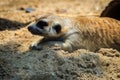 Closeup cute Meerkat Suricata suricatta