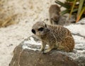 Closeup of a cute meerkat, suricata suricatta sitting on a snowy rock Royalty Free Stock Photo