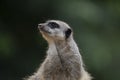 Closeup of a cute Meerkat under the sunlight in the Marwell Zoo, Engla