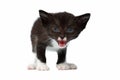 Closeup Cute Meowing Black Chocolate Kitten on White Royalty Free Stock Photo