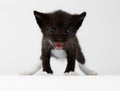 Closeup Cute Meowing Black Chocolate Kitten on White Royalty Free Stock Photo