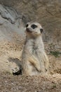 Closeup on a cute mongoose, the meerkat or Suricata suricatta in Parc paradisio , Belgium Royalty Free Stock Photo