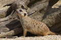 Closeup on a cute hairy mongoose, the meerkat or Suricata suricatta in Parc paradisio , Belgium