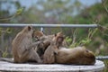 Closeup of a cute monkey family on a table at the monkey mountain Khao Takiab in Hua Hin, Thailand, Asia