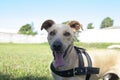 Closeup of cute mutt dog in beautiful sunny day Royalty Free Stock Photo