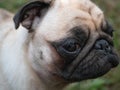 Closeup cute muzzle of pug dog outdoor Royalty Free Stock Photo