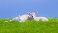 Closeup Cute newborn Spring lamb lambs on a farm copyspace Royalty Free Stock Photo