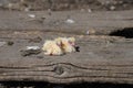 Closeup of newborn pigeons 10