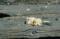 Closeup of newborn pigeons 11