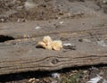 Closeup of newborn pigeons 12