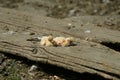 Closeup of newborn pigeons 3