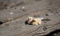 Closeup of newborn pigeons 5