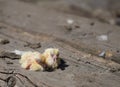 Closeup of newborn pigeons 6