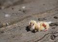 Closeup of newborn pigeons 7