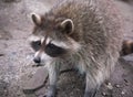 Closeup on a cute North American common nocturnal raccoon , Procyon lotor Royalty Free Stock Photo