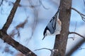 Closeup of a cute nuthatch bird perched on a tree in the snowy forest Royalty Free Stock Photo