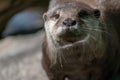 Closeup of a cute otter outdoors during daylight