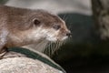 Closeup of a cute otter outdoors during daylight