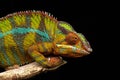 Closeup of a cute panther chameleon with vibrant green and blue skin on a thick branch